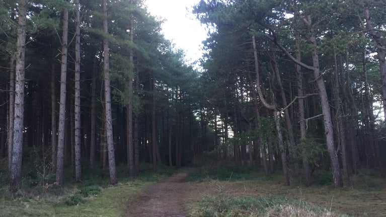 A dark, crowded area of plantation pine woodland, before tree thinning with hardly any understory species
